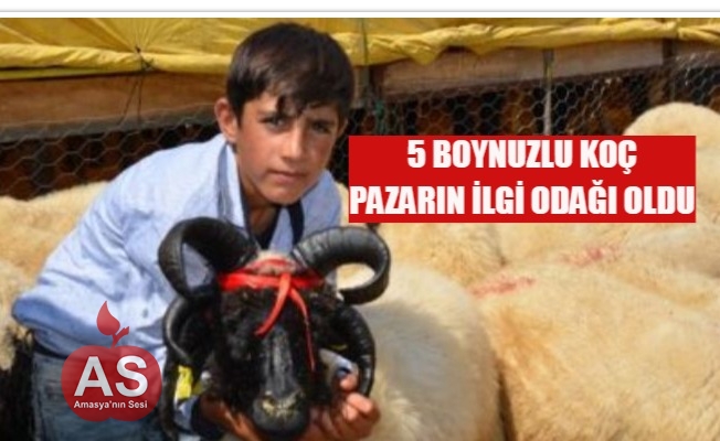 5 boynuzlu koç ilgi odağı oldu