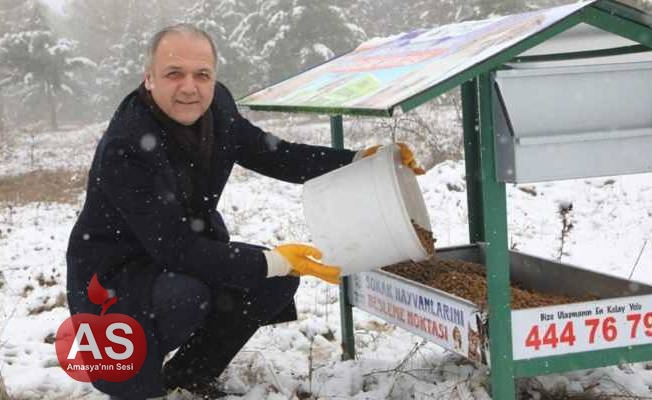 Sokak Hayvanları İçin Güzel İşler Bunlar...