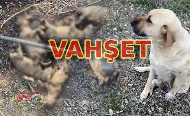 Yavru Köpekleri Diri Diri Yaktılar