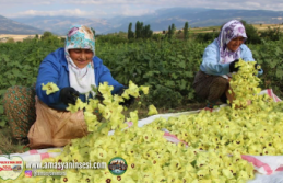 Amasya Bamyası Fiyatı Zirvede Durdu