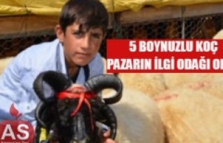 5 boynuzlu koç ilgi odağı oldu