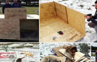 Seyfullah Bayram'dan Sokak Köpeklerine Barınak