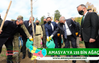 Amasya'ya 155 Bin Ağaç