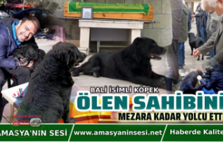 Ölen Sahibini Mezarına Kadar Yolcu Etti