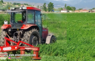 Amasya'da Yonca Hasadı Başladı