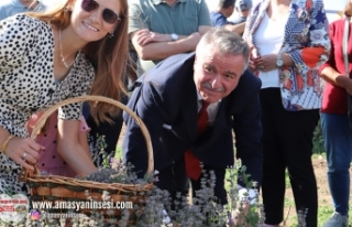 AMASYA’DA LAVANTA HASADI BAŞLADI