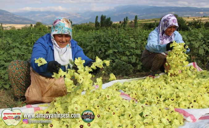 Amasya Bamyası Fiyatı Zirvede Durdu