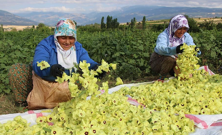 Amasya Bamyası Fiyatı Zirvede Durdu