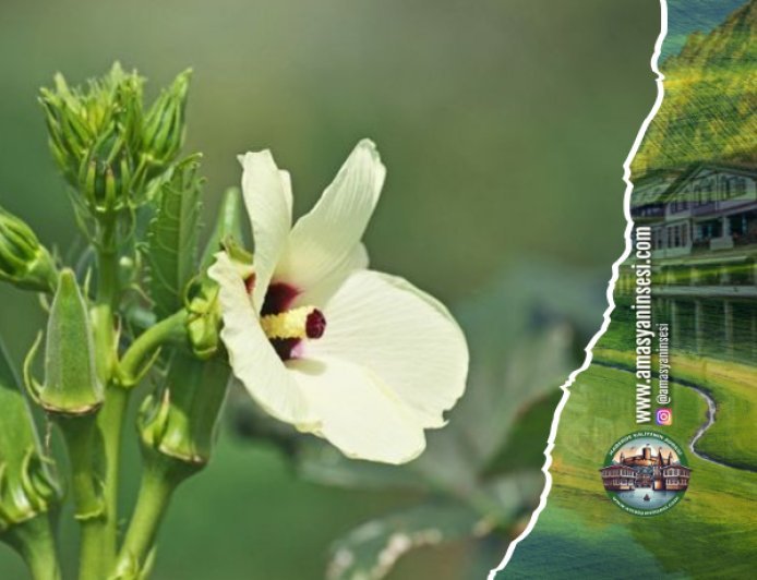 Taşova Çiçek Bamyası İkibin Lirayı Gördü