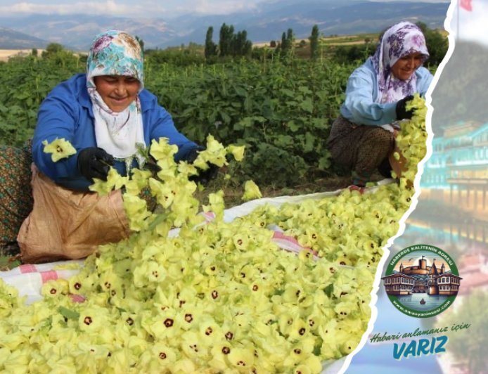 Amasya Bamyası 3 Bin TL Oldu